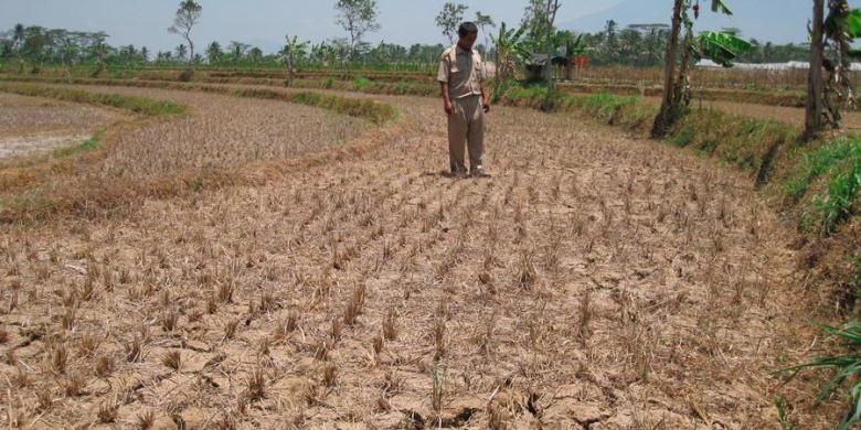 Dampak Perubahan Iklim terhadap Sektor Pertanian dan Ketahanan Pangan Indonesia