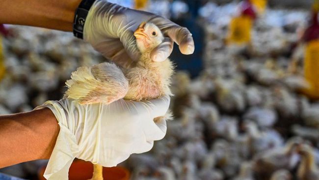 Perkembangan Vaksin Baru untuk Penyakit Flu Burung yang Kembali Muncul di Asia Timur